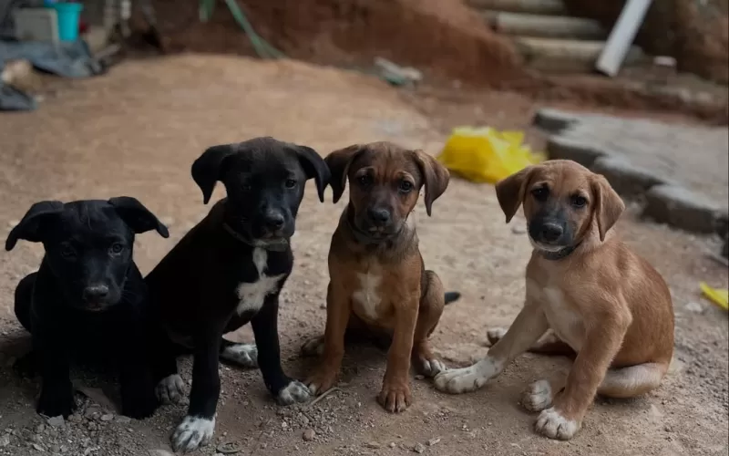 Filhotes de cachorro para doação
